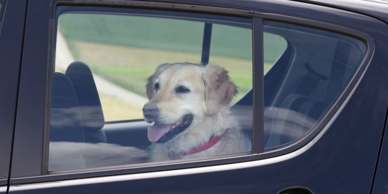 Five Simple (But Important) Things To Remember About Travelling By Car With Pets.