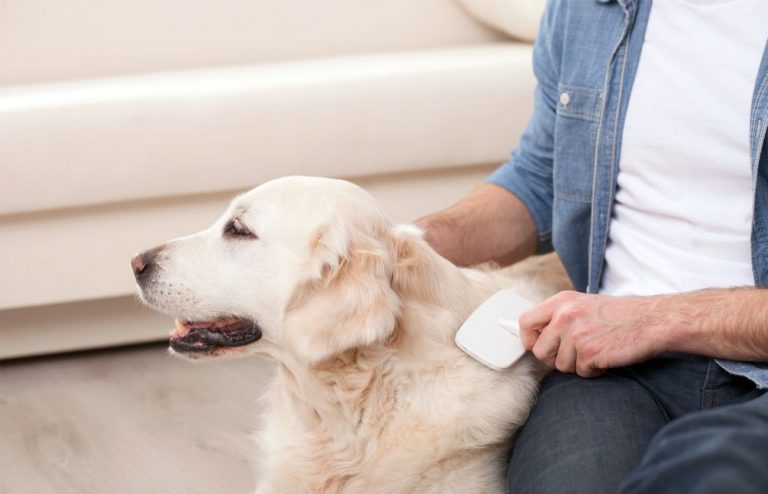 Groom Your Pet With The Best Supplies.