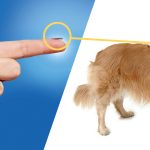 Why You Need To Microchip Your Pet