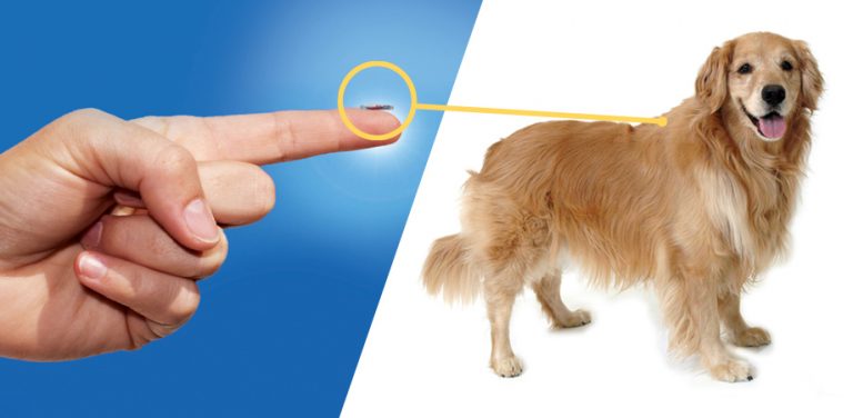 Why You Need To Microchip Your Pet