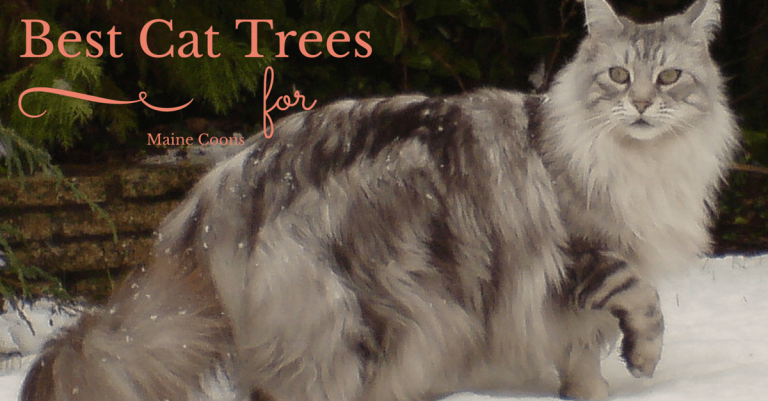 Best Cat Trees for Maine Coons