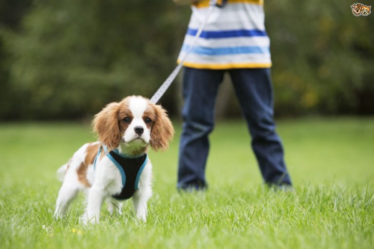 Tips For Finding The Right Dog Lead