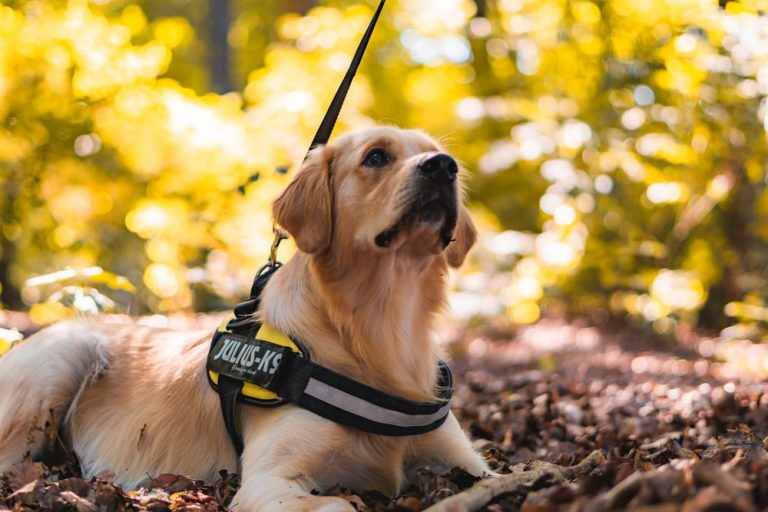 Identifying The Best Dog Harness for your Dog