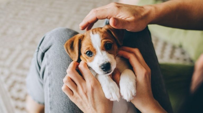 Mobile Pet Grooming