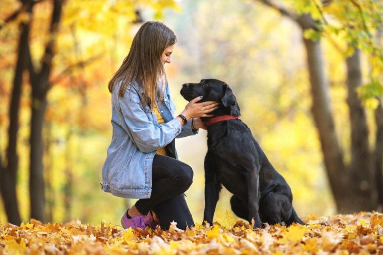 pet cremation in Plymouth