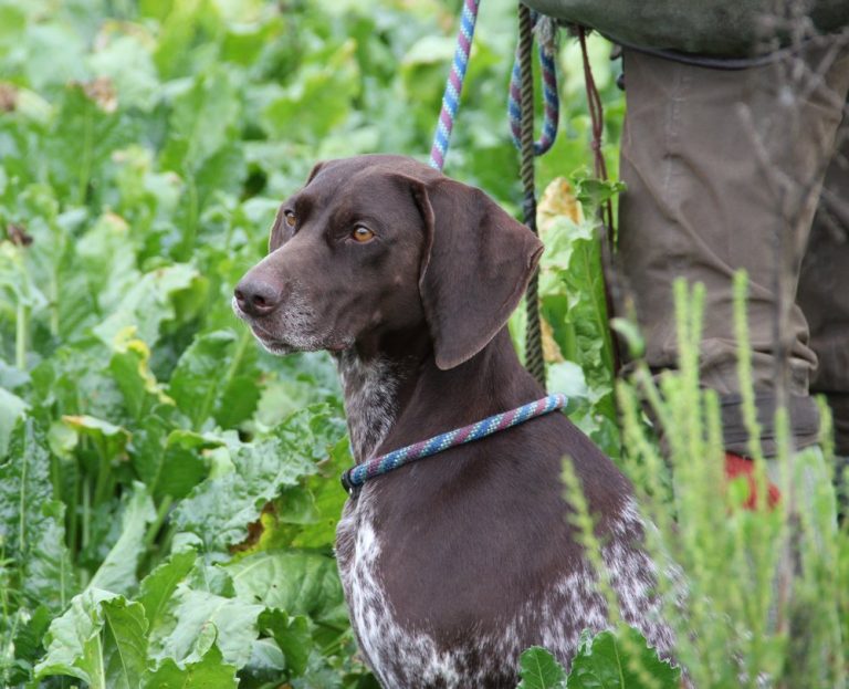 Buy The Best Invisible Fence For Dogs