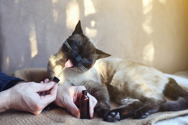 Is CBD Oil The Answer To CBD For Cat Seizures?