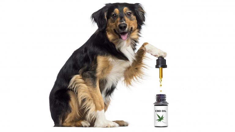 All You Need to Know Regarding CBD Oil For Dog