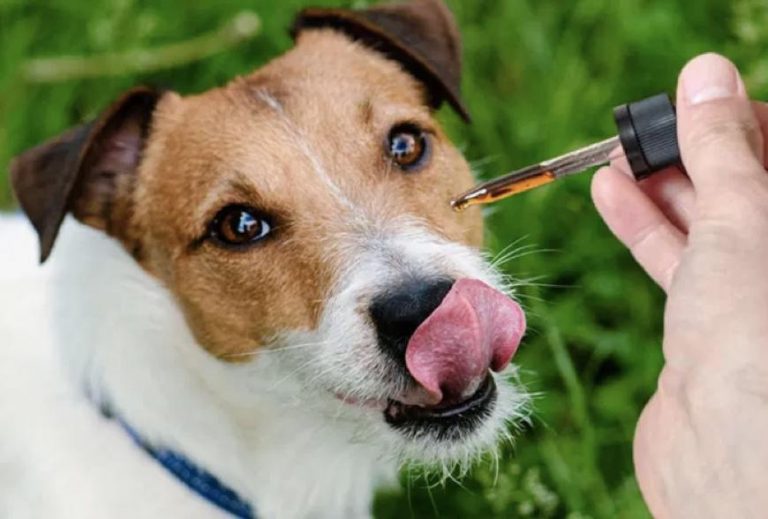 The Complete Guide For Cbd Oil For Dogs