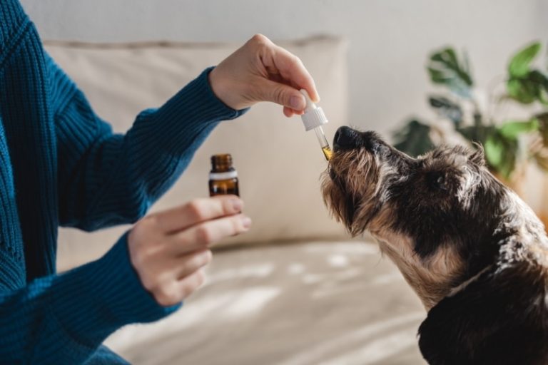 Top CBD Brands You Should Consider For Your Pets