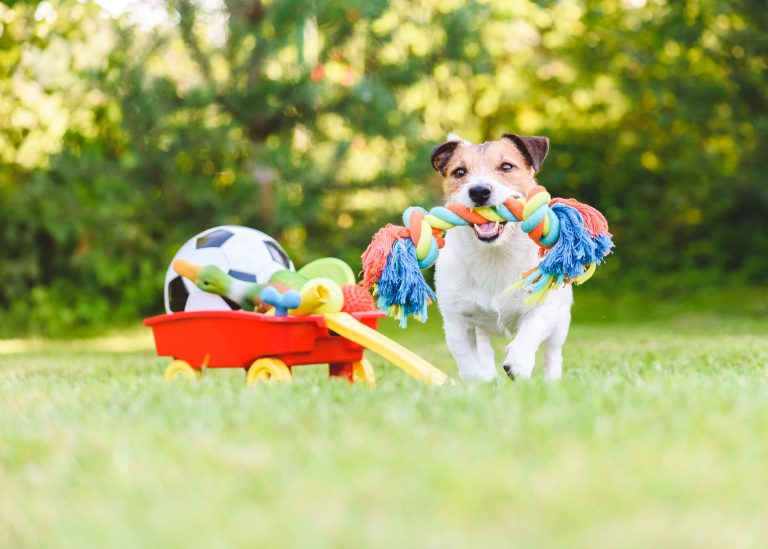 Eco Dog Toys For Specific Breeds Or Sizes: Tailored Recommendations For Your Four-Legged Friend's Needs